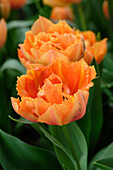 Tulipa Royal Centennial