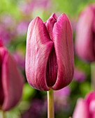 Tulpe (Tulipa) 'Montezuma'