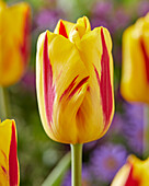 Tulpe (Tulipa) 'Washington'