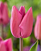 Tulpe (Tulipa) 'Amedea'