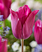 Tulipa Gomera