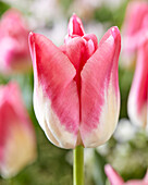 Tulipa Jabadabadoo