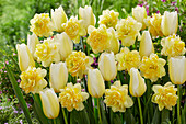 Tulpe (Tulipa) 'Francoise', Narzissen (Narcissus) 'Sweet Pomponette'