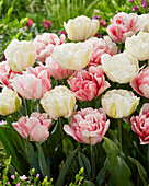 Tulpe (Tulipa) 'Foxtrot', 'Mount Tacoma'