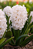 Hyazinthe (Hyacinthus) 'Fairy White'