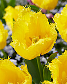 Tulpe (Tulipa) 'Sun Frillz'