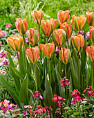 Tulpe (Tulipa) 'Marmalade'