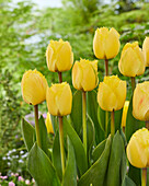 Tulpe (Tulipa) 'Monique'