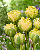 Tulpe (Tulipa) 'Bombastic Yellow'