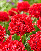 Tulpe (Tulipa) 'Red Crystal'