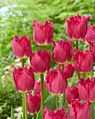 Tulpe (Tulipa) 'San Christina'