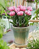 Tulpe (Tulipa) 'Pink Star Bont Blad'