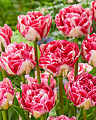 Tulpe (Tulipa) 'DWP 1'