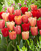 Tulpe (Tulipa) 'Jimmy , Mischung