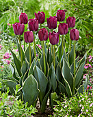 Tulpe (Tulipa) 'Caravelle Design®'