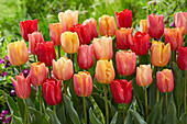 Tulipa Jimmy mix