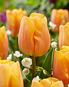 Tulipa Light Orange Jimmy