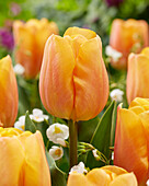 Tulpe (Tulipa) 'Light Orange Jimmy'