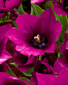 Tulipa Purple Bouquette