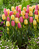Tulpe (Tulipa) 'Antoinette', 'Happy Family'