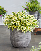 Hosta Bobcat