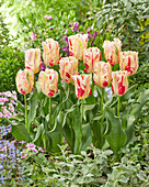 Tulpe (Tulipa) 'Flaming Art'