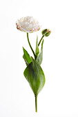 Tulpe (Tulipa) 'Cotton Candy'