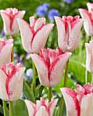 Tulipa Beautytrend