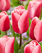 Tulipa Tresor