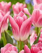 Tulpe (Tulipa) 'Royal Ten'