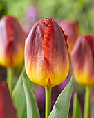 Tulpe (Tulipa) 'Amber Glow'