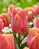 Tulipa Jimmy