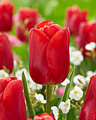 Tulpe (Tulipa) 'Red Jimmy'