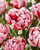 Tulpe (Tulipa) 'Carnaval Sweet'