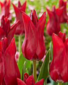 Tulpe (Tulipa) 'Elegant Lady Red'