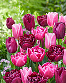 Tulipa mix