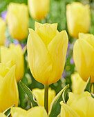 Tulpe (Tulipa) 'Strong Gold Blonde'