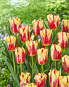 Tulipa 88-94