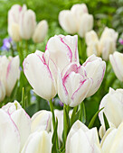 Tulpe (Tulipa) '81-65'