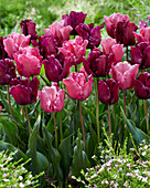 Tulpe (Tulipa) 'Victoria's Secret ', Mischung