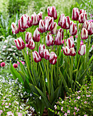 Tulpe (Tulipa) 'Modern Style' mutant