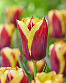 Tulpe (Tulipa) 'Gavota'