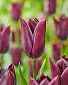 Tulpe (Tulipa) 'Havran'