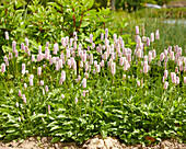 Persicaria bistorta Superba