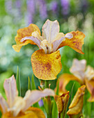 Sibirische Schwertlilie (Iris sibirica) 'Ginger Twist'