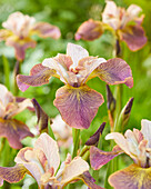 Sibirische Schwertlilie (Iris sibirica) 'Unbuttoned Zippers'