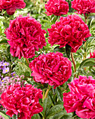 Paeonia Adolphe Rousseau