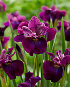 Sibirische Schwertlilie (Iris sibirica) 'Devils Dream'