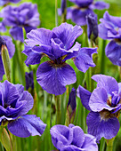 Sibirische Schwertlilie (Iris sibirica) 'Rambunctious'