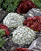 Hauswurz (Sempervivum) 'Arctic White', 'Coral Red'